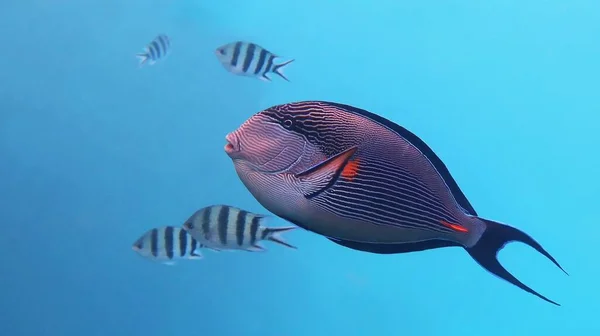 Sohal Doktorfisch Acanthurus Sohal Rotes Meer Ägypten — Stockfoto