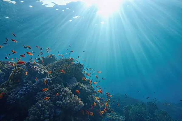 Life Giving Sunlight Underwater Sun Beams Shinning Underwater Tropical Coral — Stock Photo, Image
