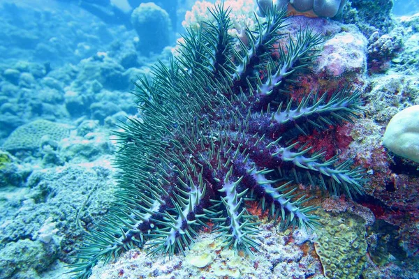 とげの冠ヒトデ Acanthaster Planci 世界最大のヒトデ 硬いサンゴの捕食者 サンゴのサンゴ礁の破壊を引き起こす — ストック写真