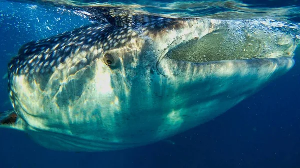 Whaleshark Eating Sea Plankton Close — Stock Photo, Image