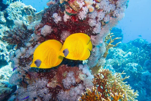 Hermosa Escena Submarina Con Arrecife Coral Par Peces Mariposa Enmascarados —  Fotos de Stock