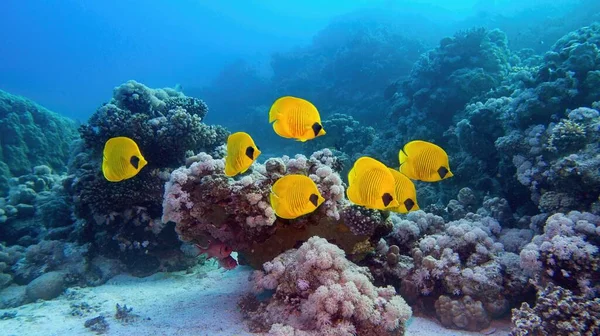 Hermoso Paisaje Submarino Arrecife Coral Cardumen Peces Mariposa Enmascarados Amarillos —  Fotos de Stock