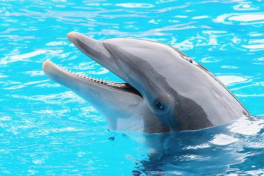 Bootlenose dolphin on the blue surface smiling clipart