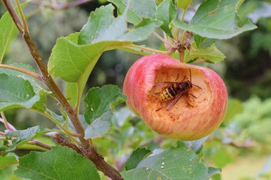Meyve bahçesindeki eşek arısına zarar veren elma