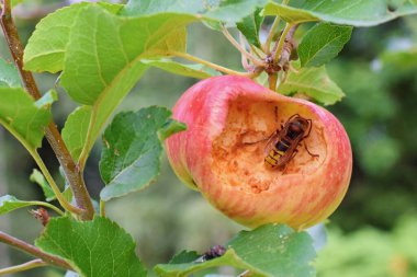 Meyve bahçesindeki bir elmaya zarar veren eşek arısı 