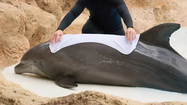 Mens Redt Dolfijnen Bescherming Van Dieren Wilde Dieren — Stockfoto