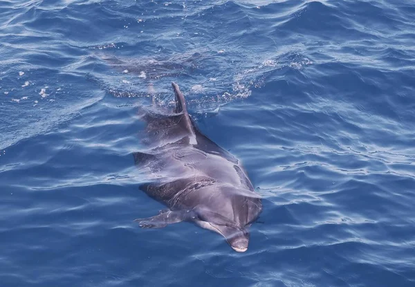 Wilde Bootlenose Dolfijn Net Onder Het Blauwe Zeeoppervlak — Stockfoto