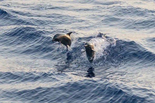 Twee Wilde Bootlenose Dolfijnen Springen Het Zeeoppervlak — Stockfoto