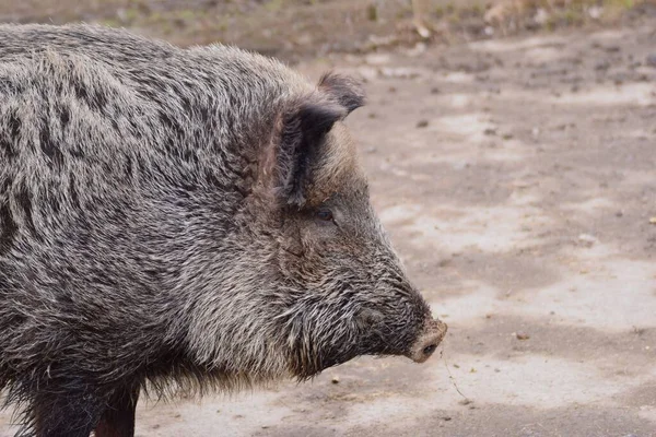 野生の豚 ユーラシア野生の豚 または単に野生の豚として知られている野生のイノシシ Sus Scrofa — ストック写真