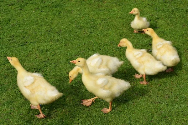 Goslings Sul Prato — Foto Stock