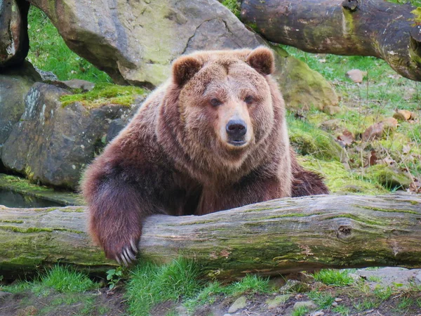 Grizzlybär Liegt Zwischen Felsen — Stockfoto