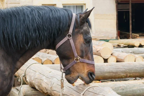 Crib biting horse - animal behavioral problem, detail