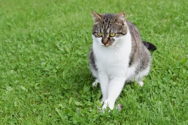 Gedomesticeerde Kat Gevangen Muis Zittend Het Groene Gazon — Stockfoto