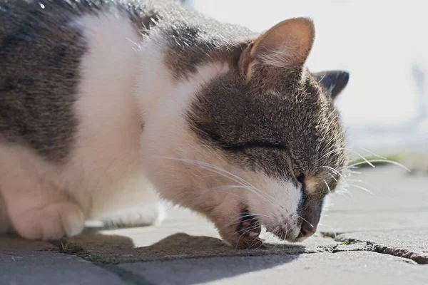 Kot Wymioty Hairball Trichobezoar Masa Znaleziona Uwięziony Układzie Pokarmowym Utworzony — Zdjęcie stockowe