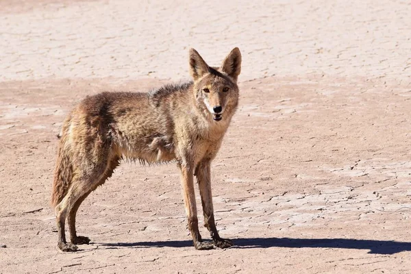 Wild Coyote Death Valley — Stock Photo, Image