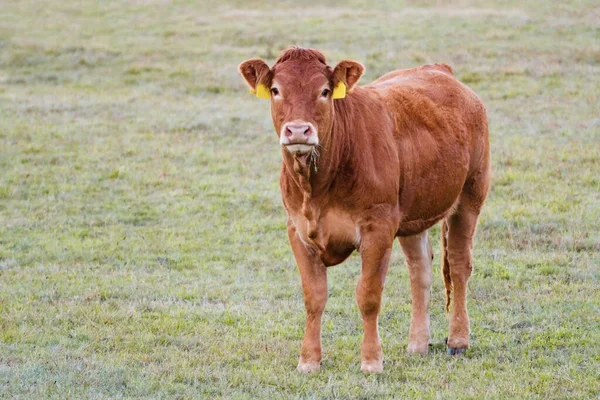 Krowa Zbliżenie Limousin Rasa — Zdjęcie stockowe