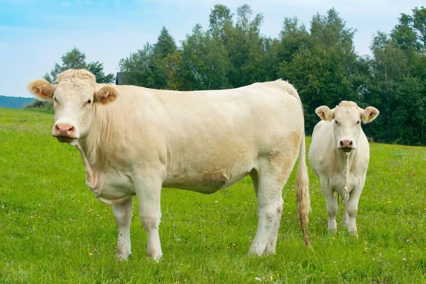 Charolais Αγελάδα Γαλλική Φυλή Δύο Δαμαλίδες Στο Βοσκότοπο — Φωτογραφία Αρχείου