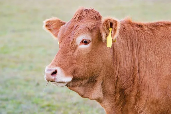 奶牛近身 利穆申品种 — 图库照片