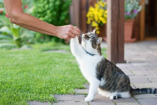 庭で可愛い猫に餌をやる女 — ストック写真