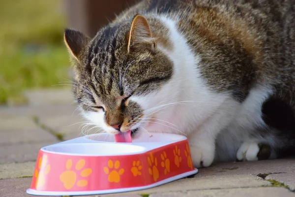 Gato Comiendo Del Tazón — Foto de Stock