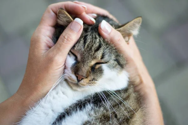 Mulher Ternamente Acariciando Gato Segurando Cabeça Mãos — Fotografia de Stock