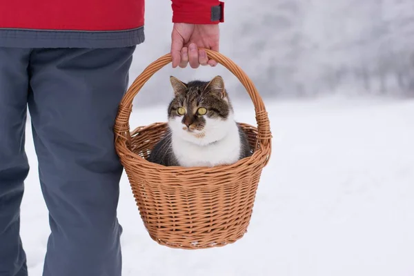 Hombre Caminando Aire Libre Invierno Llevando Gato Adorable Cesta —  Fotos de Stock