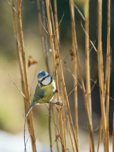 Eurasian Blue Tit Bird Sitting Branch Cyanistes Caeruleus — Stock Fotó