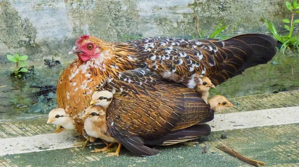 Poule Avec Poulet Caché Sous Ses Ailes Oiseaux Sur Cour — Photo