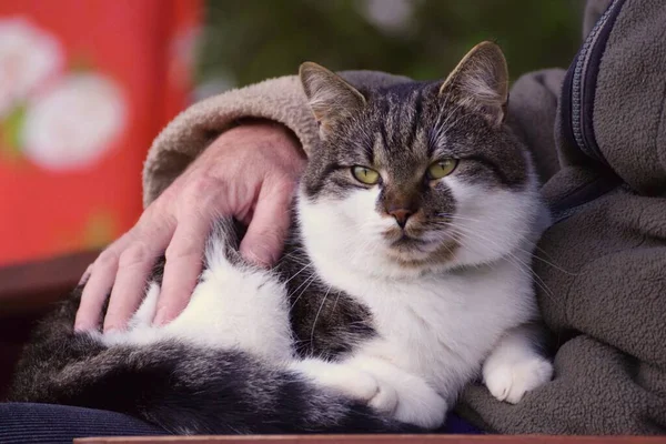Yaşlı adam ve kedi.