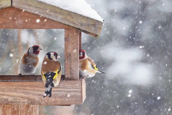 Krásná Zimní Scenérie Evropskými Ptáky Finch Ptačí Budce Silném Sněžení — Stock fotografie