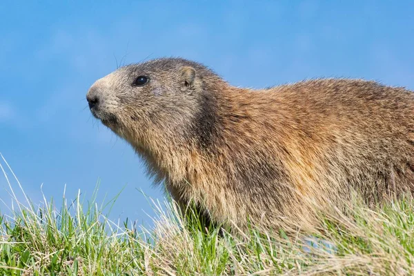 Альпийский Сурок Marmota Marmota Естественной Среде Обитания Доломиты Италии — стоковое фото