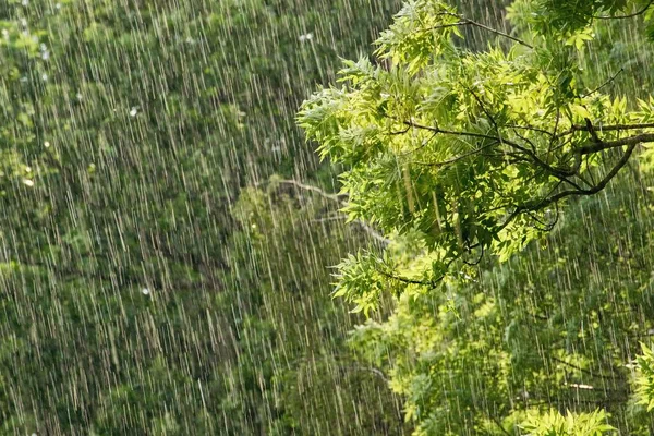 Şiddetli Yağmurda Taze Yeşil Ağaç Dalları Çevre Doğa Koruma Kavramı — Stok fotoğraf