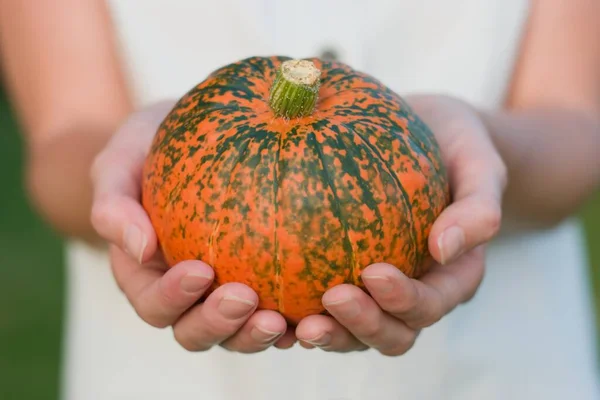 Fresh Pumpkin Woman Hands — Stock Photo, Image