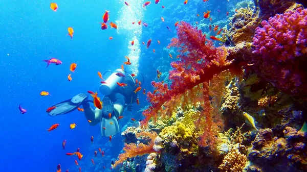 Buceador Cerca Hermoso Arrecife Coral — Foto de Stock