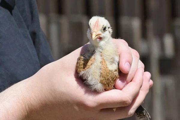 Uomo Che Tiene Pollo Tra Mani — Foto Stock