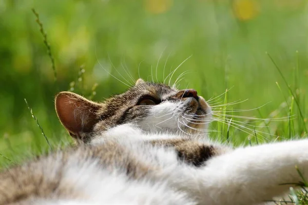 Щасливий Кіт Лежить Траві — стокове фото