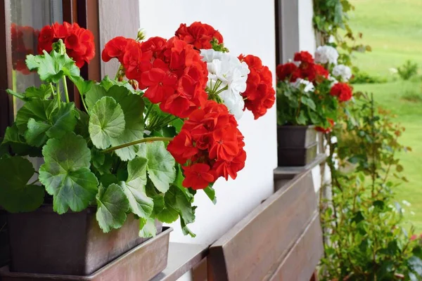 Reich Blühende Geranienblüten Den Fenstern — Stockfoto