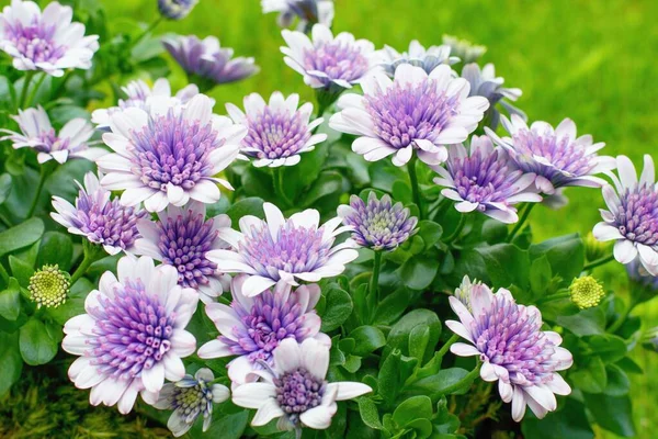 Osteospermum Çiçekleri Afrika Papatyası Tencerede Yaz Mevsiminde Veya Pencere Dekorasyonunda — Stok fotoğraf