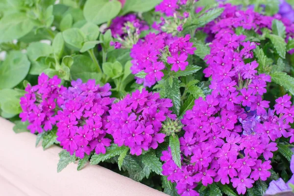 Lila Verbena Blommor Planterade Krukan Sommarteracce Eller Fönsterdekoration — Stockfoto