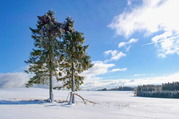 Bonita Paisagem Inverno Nevado Com Árvores Solitárias — Fotografia de Stock