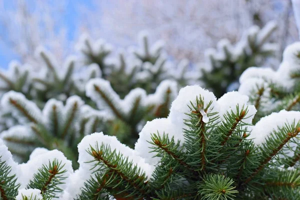 Maravilloso Paisaje Invierno Con Frijoles Abeto Cubiertos Nieve —  Fotos de Stock
