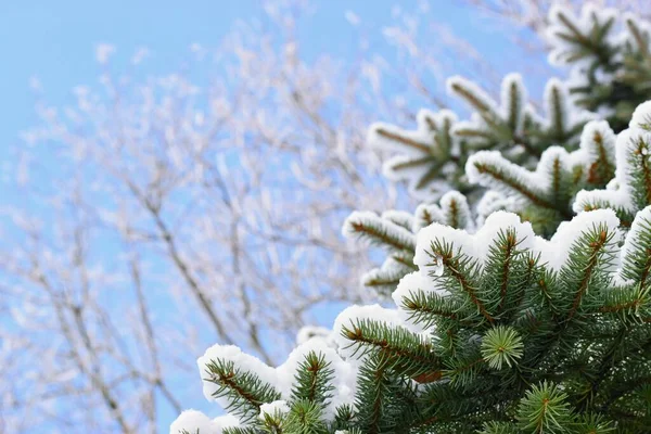 Maravilhoso Cenário Inverno Com Abeto Coberto Neve — Fotografia de Stock