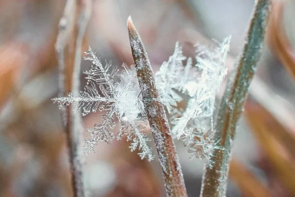 Malá Krásná Sněhová Vločka Zmrzlé Trávě — Stock fotografie