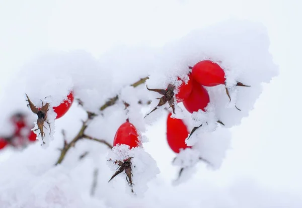 Hermosas Rosa Mosqueta Roja Cubierta Nieve —  Fotos de Stock