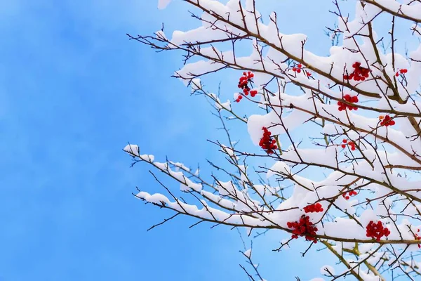 Wspaniała Zimowa Sceneria Gałęziami Pokrytymi Śniegiem Czerwonymi Jagodami — Zdjęcie stockowe