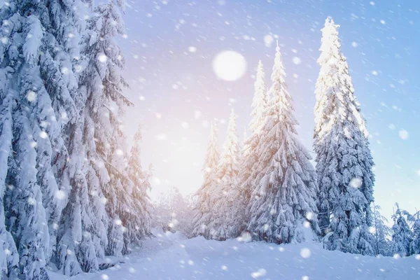 Piękny Zimowy Śnieżny Krajobraz Las — Zdjęcie stockowe