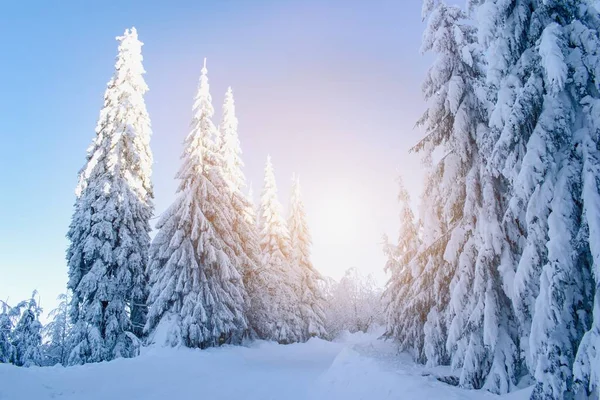 Inverno Bonito Paisagem Nevada Floresta — Fotografia de Stock