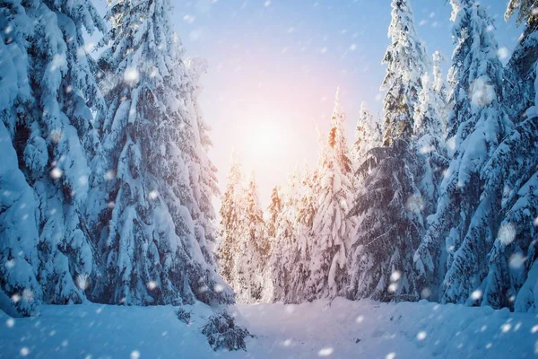 Prachtig Winter Besneeuwd Landschap Bos — Stockfoto