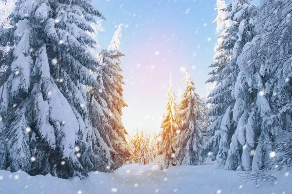 Hermoso Paisaje Nevado Invierno Amanecer Bosque —  Fotos de Stock