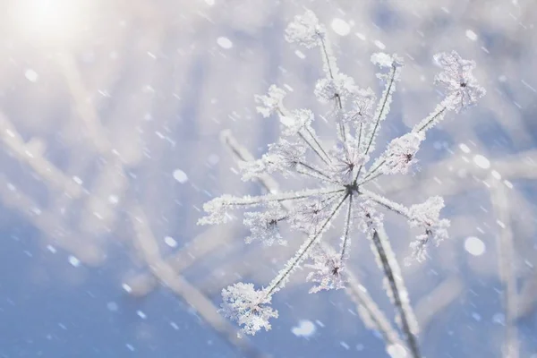 Sfondo Sfocato Invernale Con Piante Congelate Nevicate — Foto Stock